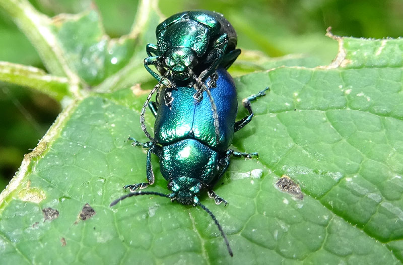 Chrysomelidae. Oreina cfr. cacaliae